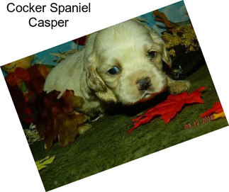 Cocker Spaniel Casper