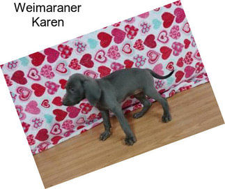 Weimaraner Karen