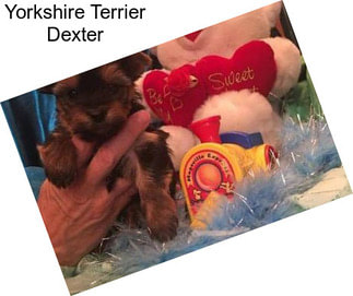 Yorkshire Terrier Dexter