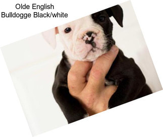 Olde English Bulldogge Black/white