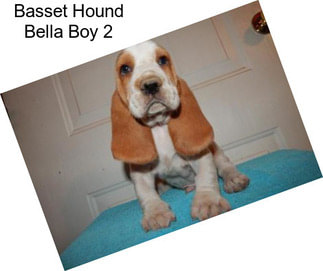Basset Hound Bella Boy 2