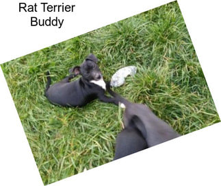 Rat Terrier Buddy