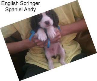 English Springer Spaniel Andy