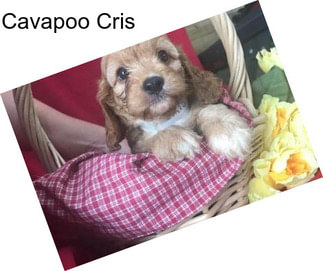 Cavapoo Cris