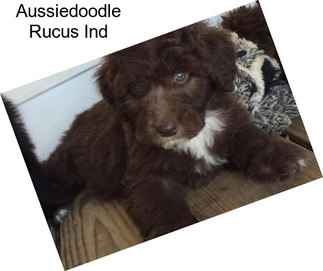 Aussiedoodle Rucus Ind