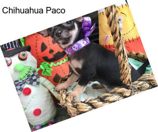 Chihuahua Paco