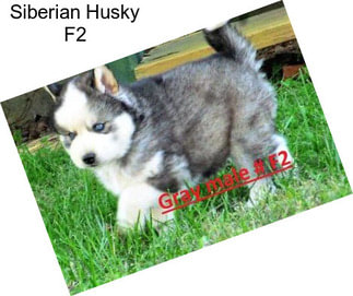 Siberian Husky F2