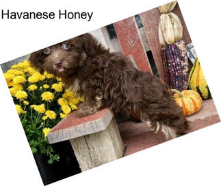 Havanese Honey