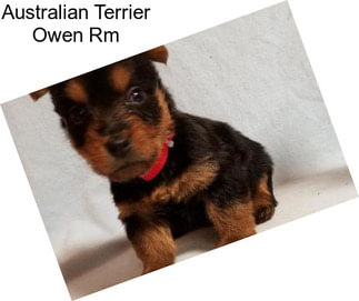 Australian Terrier Owen Rm