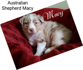 Australian Shepherd Macy