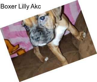 Boxer Lilly Akc