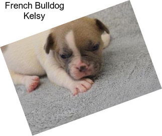 French Bulldog Kelsy