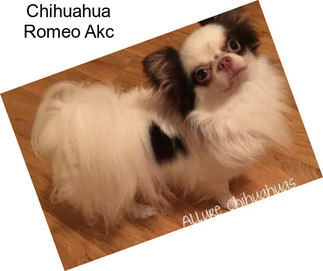 Chihuahua Romeo Akc