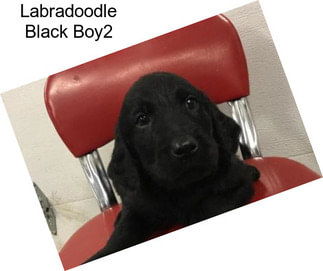 Labradoodle Black Boy2