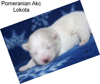 Pomeranian Akc Lokota