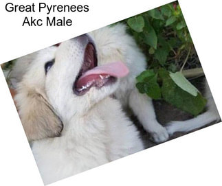 Great Pyrenees Akc Male