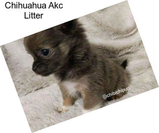 Chihuahua Akc Litter