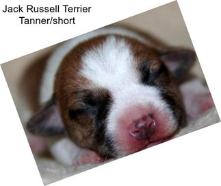 Jack Russell Terrier Tanner/short