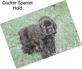 Cocker Spaniel Hold