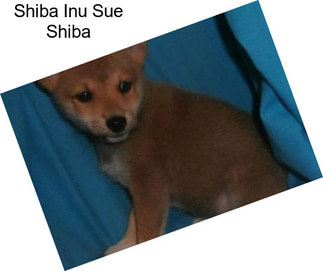 Shiba Inu Sue Shiba
