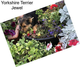 Yorkshire Terrier Jewel