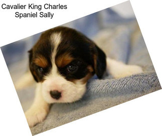 Cavalier King Charles Spaniel Sally