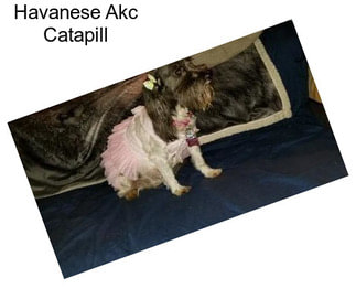 Havanese Akc Catapill