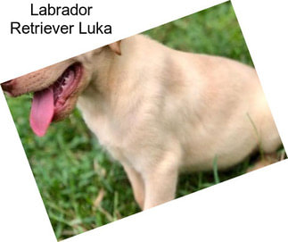 Labrador Retriever Luka