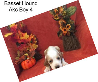 Basset Hound Akc Boy 4