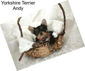 Yorkshire Terrier Andy