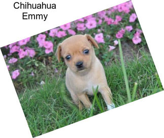 Chihuahua Emmy