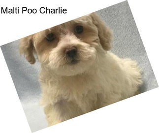 Malti Poo Charlie