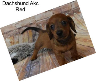 Dachshund Akc Red