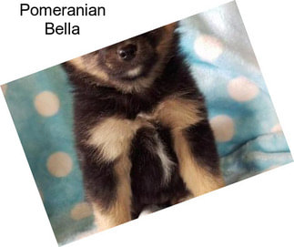 Pomeranian Bella