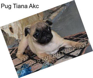 Pug Tiana Akc