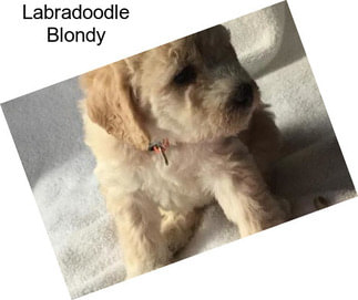 Labradoodle Blondy