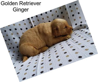 Golden Retriever Ginger