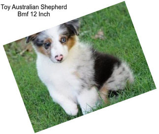 Toy Australian Shepherd Bmf 12 Inch