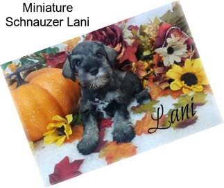 Miniature Schnauzer Lani