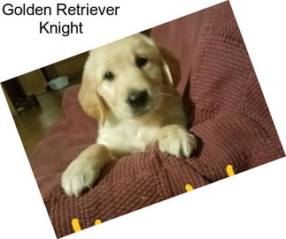 Golden Retriever Knight