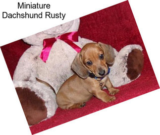 Miniature Dachshund Rusty