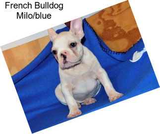 French Bulldog Milo/blue