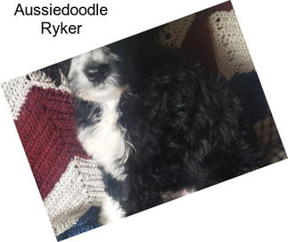 Aussiedoodle Ryker