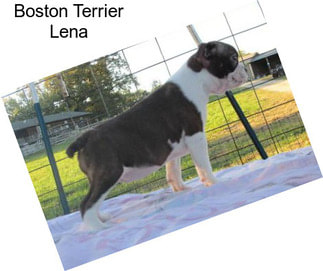 Boston Terrier Lena