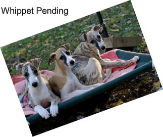 Whippet Pending