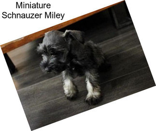 Miniature Schnauzer Miley