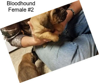 Bloodhound Female #2