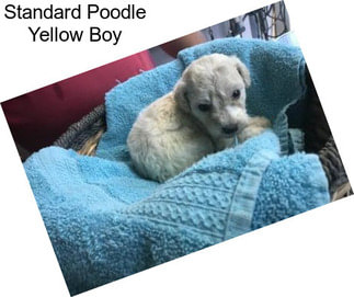 Standard Poodle Yellow Boy