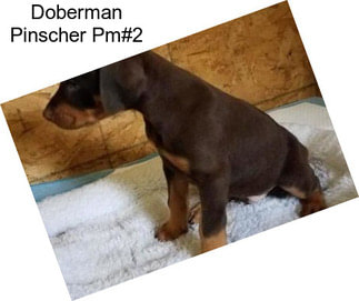 Doberman Pinscher Pm#2