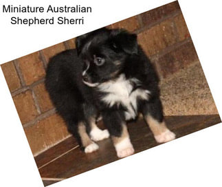 Miniature Australian Shepherd Sherri